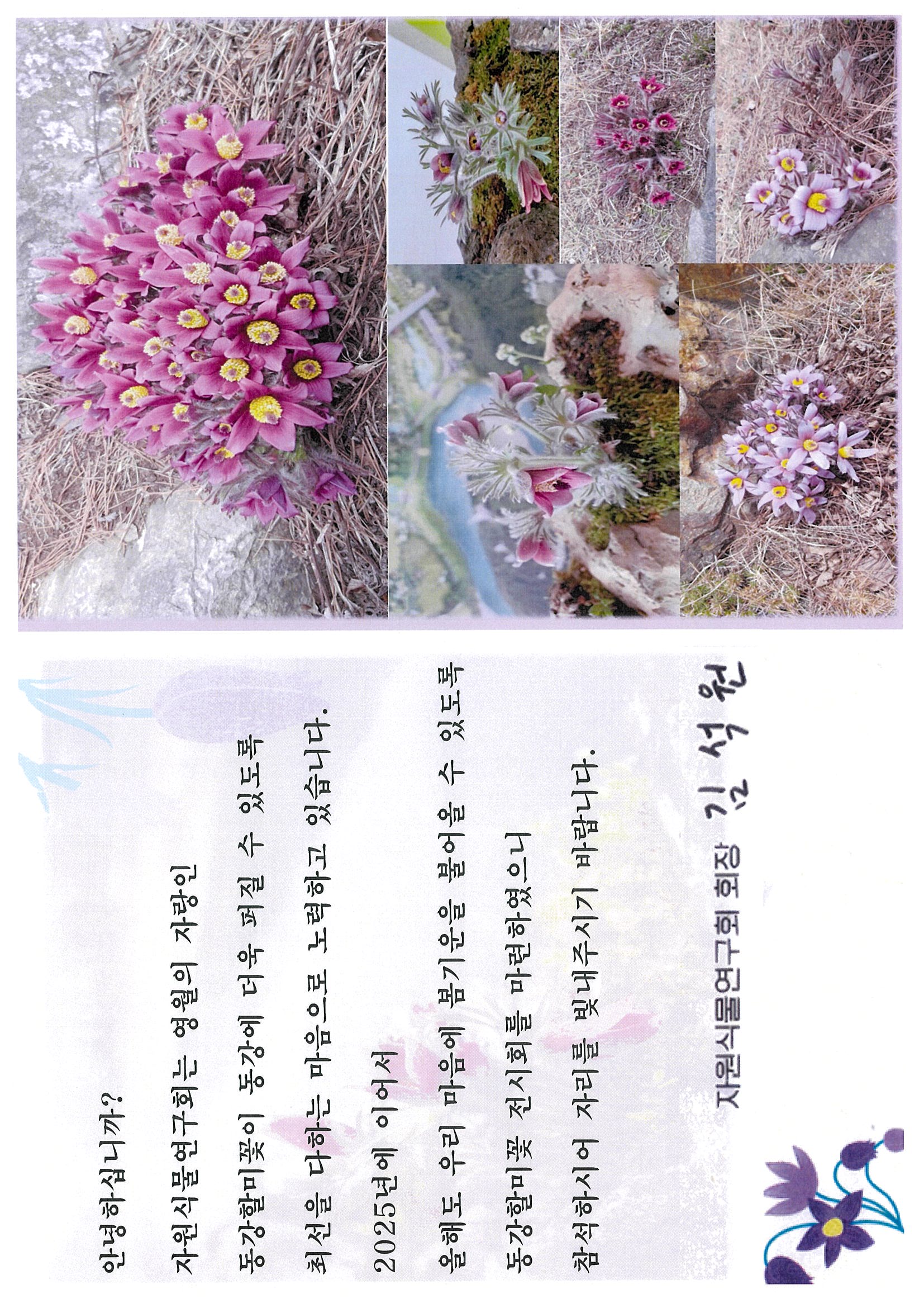 동강할미꽃 전시회 구경오세요 이미지 2 번 - 하단에 대체텍스트 제공