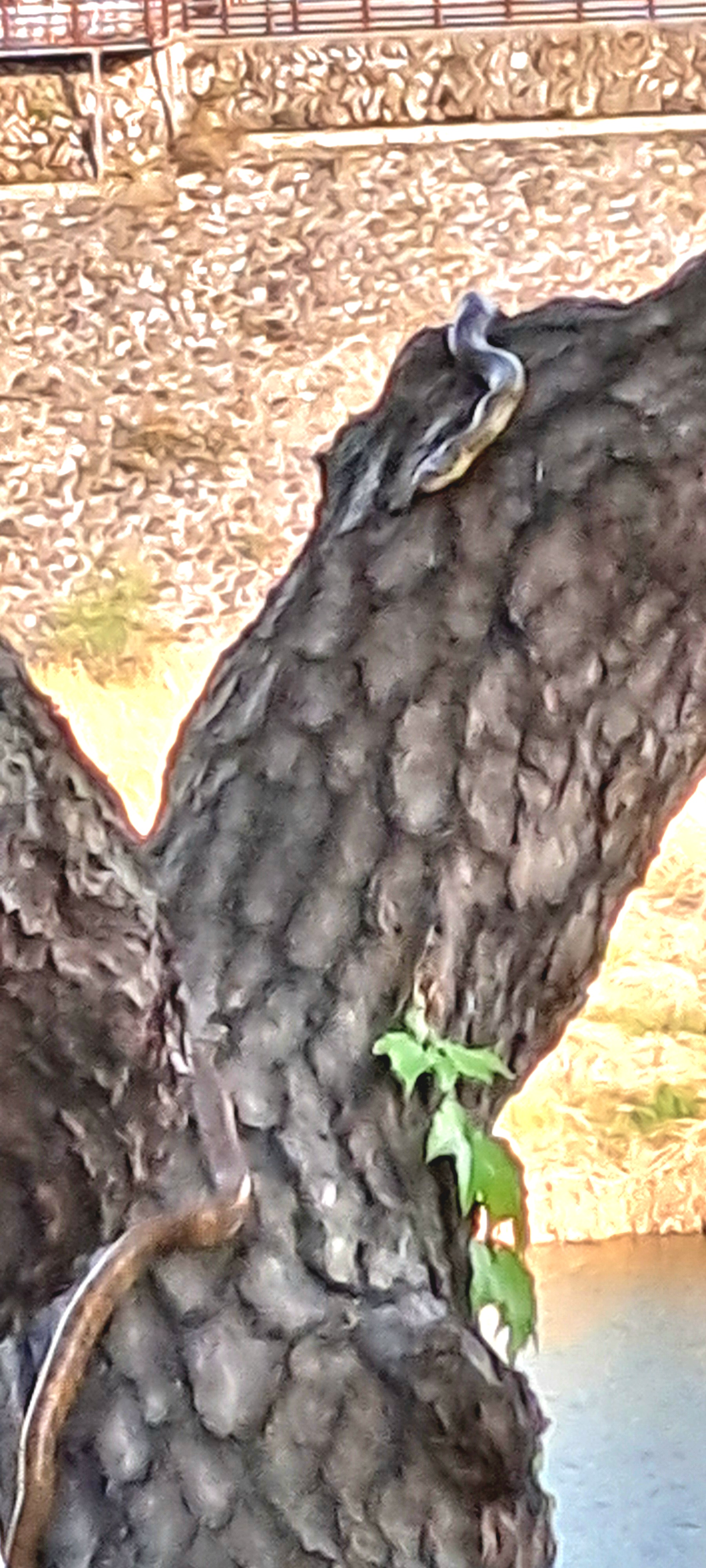 영월 금강공원 소나무에 18년만에 구렁이 출몰 이미지 1 번 - 하단에 대체텍스트 제공