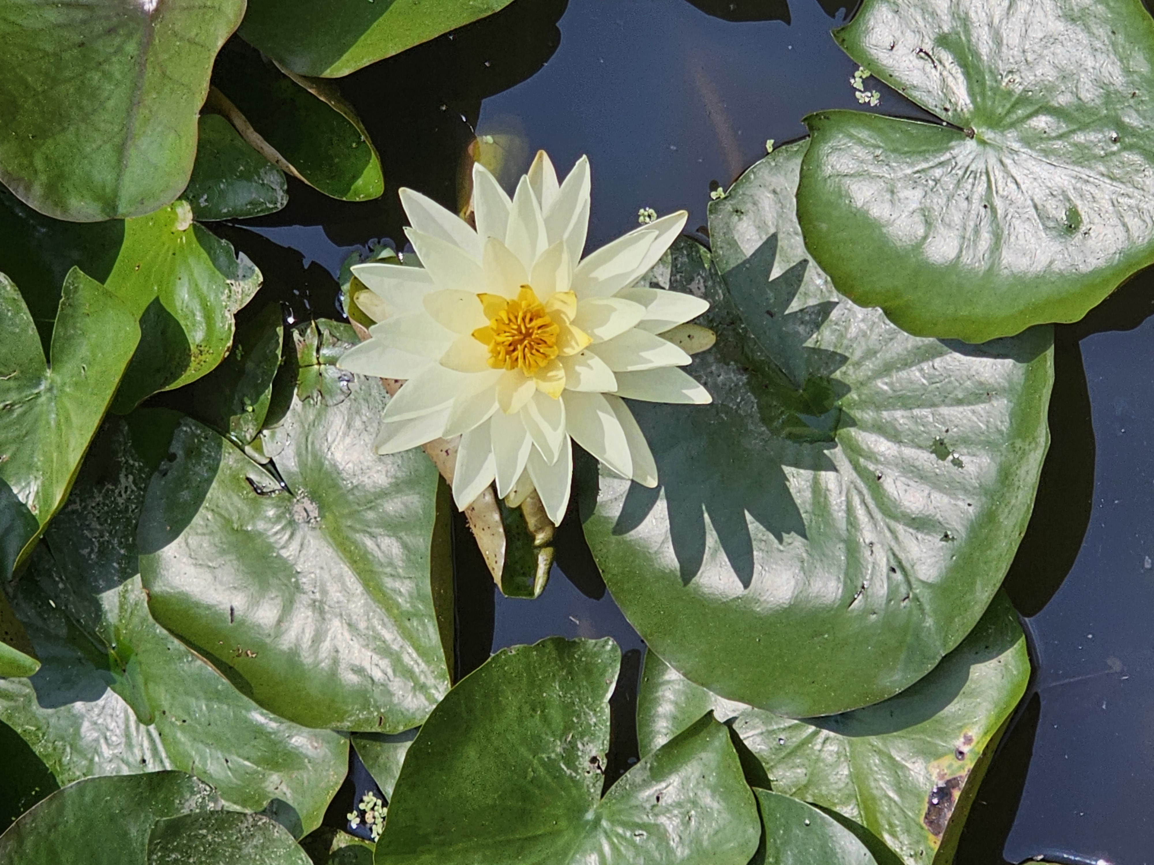 주천면 연꽃단지에 연꽃이 이미지 3 번 - 하단에 대체텍스트 제공
