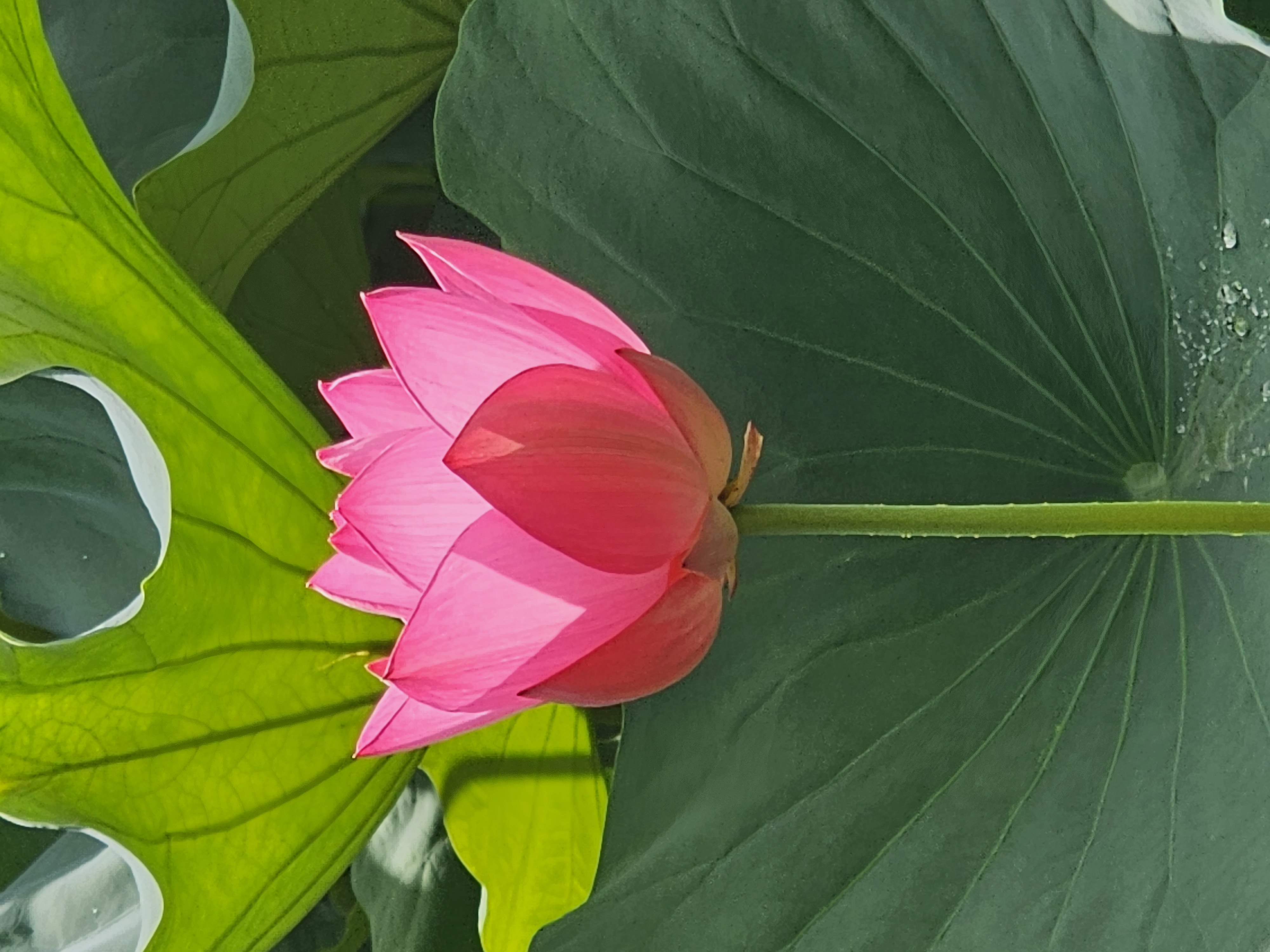 효녀심청이가 꽃속에 있을듯