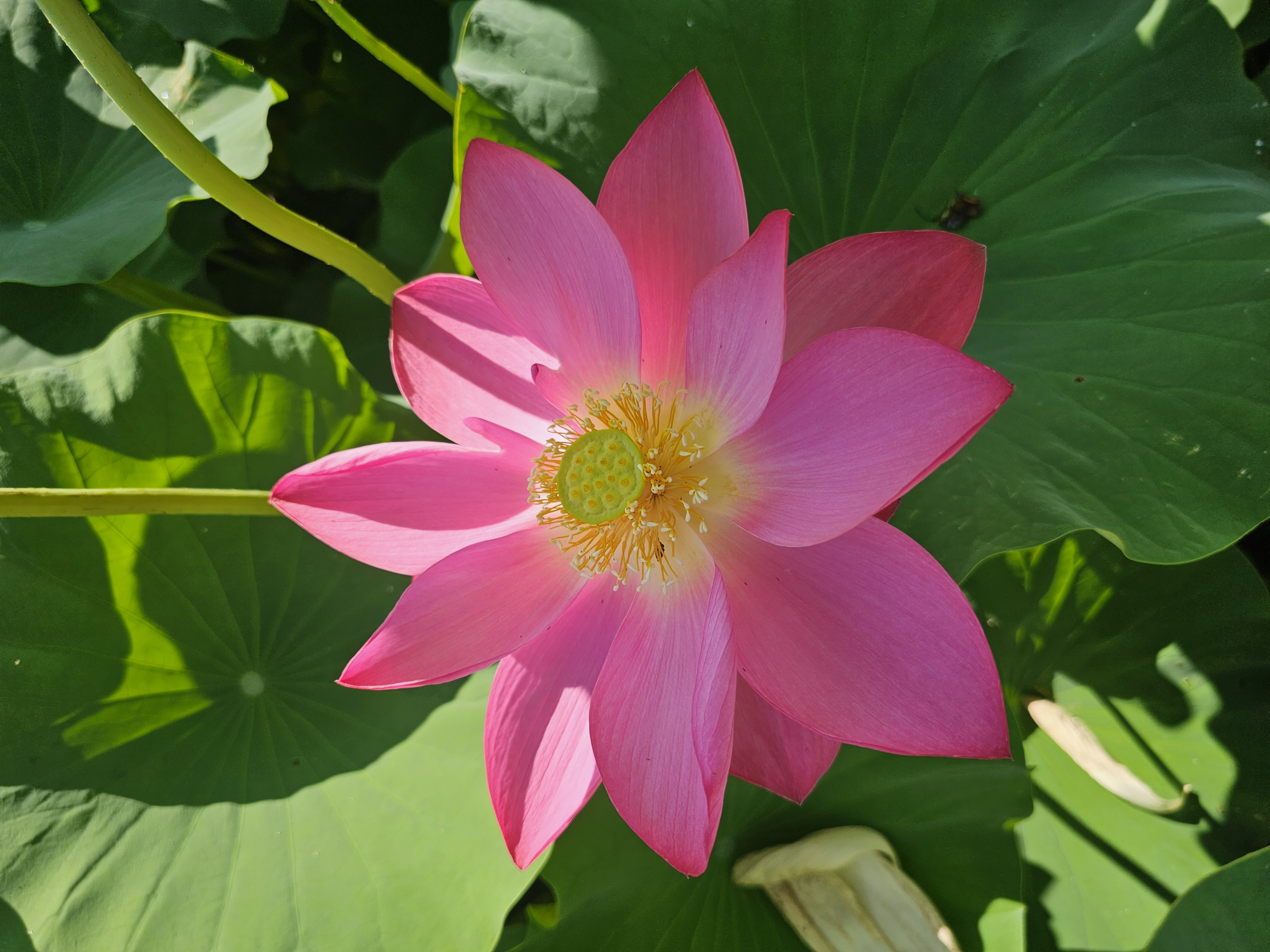 내가본 분홍색 중에 최고