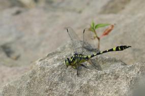 서강에서 이미지