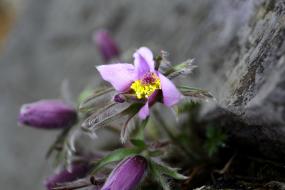 동강할미꽃 하나 이미지