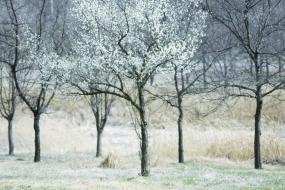 남면 문개실과 배일치 호랑나비 이미지