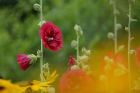 한반도면 길가에 핀 이미지