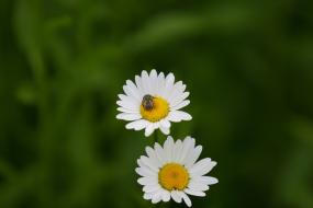 영월 소경 이미지