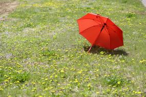 영월저류지 봄꽃들 이미지