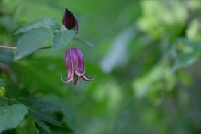 영월저류지에 핀 이미지