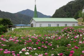 영월 상동읍 길가에 핀 작약꽃 이미지