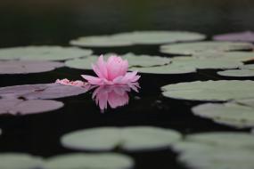 수련 하나 이미지