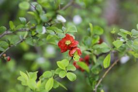 영월사진박물관에 핀꽃 이미지