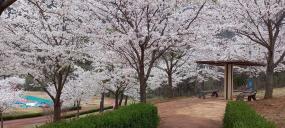 영월 동강생태공원의 봄 이미지