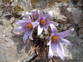 동강 할미꽃이 피면 ..! 이미지