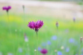 수레국화 이미지