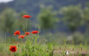 꽃양귀비 이미지