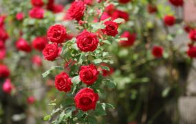 영월 장미 이미지