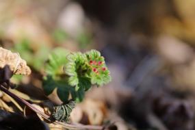 영월 정양리의 이른봄 이미지