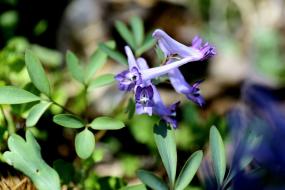 주천 빙허루에 핀 현호색 이미지