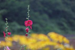 한반도면에서 이미지