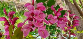 붉은색 아카시아 이미지