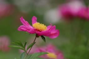 작약꽃 둘 이미지