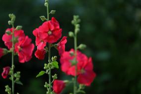 흥월리에서 이미지