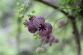 영월저류지 봄꽃 둘 이미지