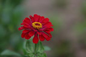 청령포나들목에 핀 이미지