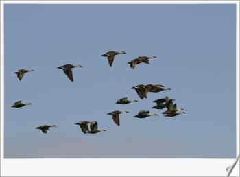 청둥오리의 비상 이미지