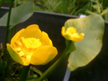 이쁜 꽃 사진2 이미지