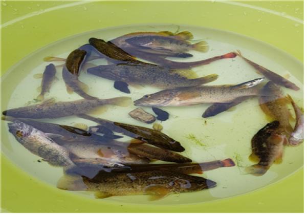 밧도내 마을 10 이미지