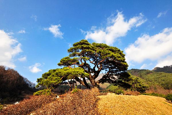 산솔소나무 2 이미지
