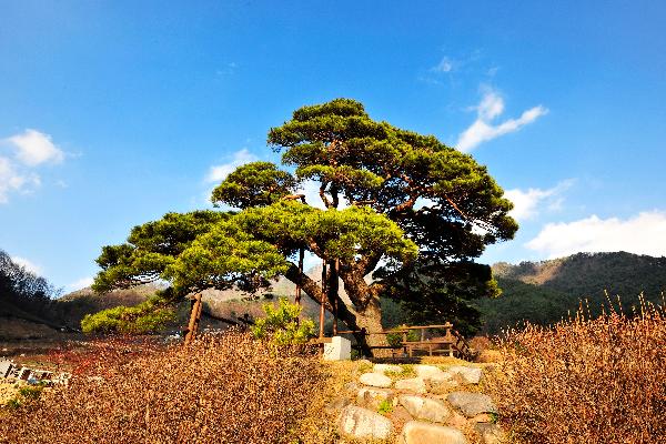 산솔소나무 4 이미지