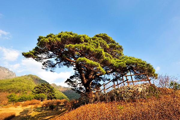 산솔소나무 5 이미지