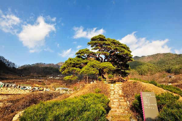 산솔소나무 8 이미지