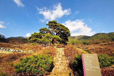산솔소나무 이미지