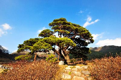 산솔소나무 4 이미지