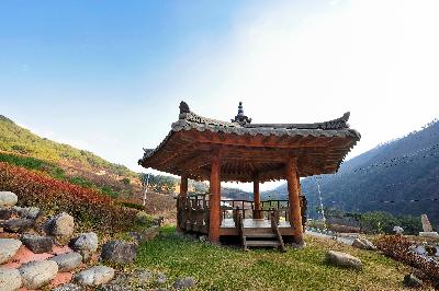 산솔소나무 9 이미지
