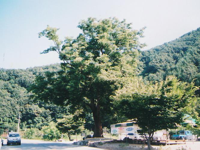 내리느티나무(정자목) 1 이미지