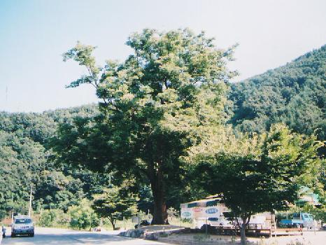 내리느티나무(정자목) 이미지