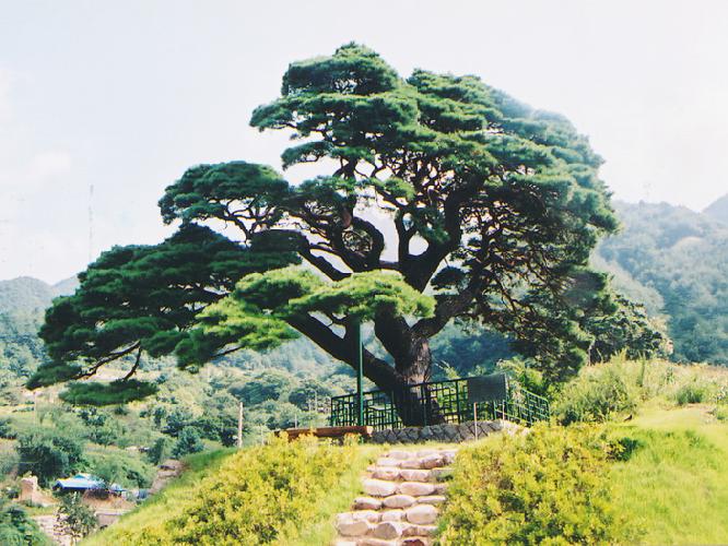 녹전리소나무(보목) 1 이미지