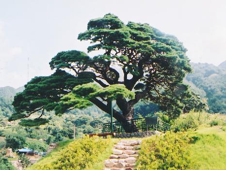 녹전리소나무(보목) 이미지