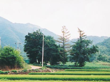 공기리고로쇠나무·시무나무(당산목) 이미지