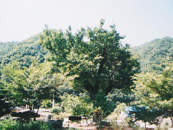 내리풍게나무(풍치목) 1 이미지