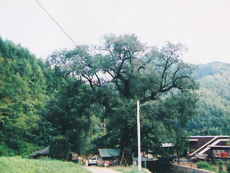 덕상리느릅나무(당산목) 이미지