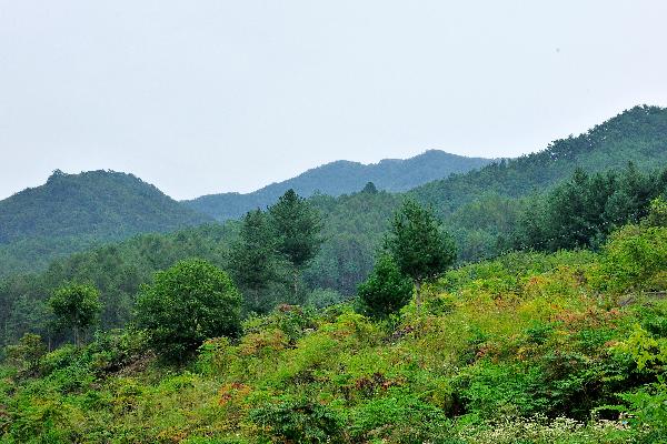 구룡산 4 이미지