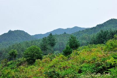 구룡산 4 이미지