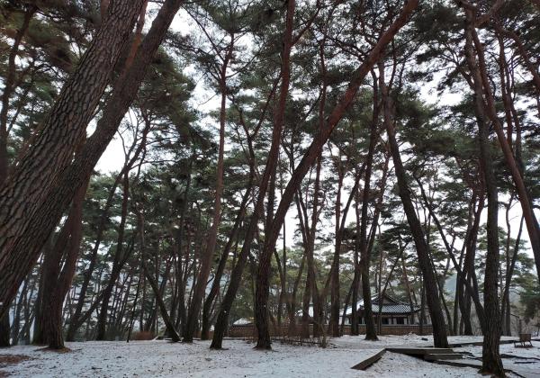 제 2경 청령포 8 이미지