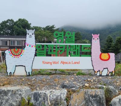 영월알파카랜드