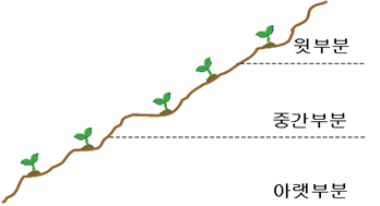 경사지 밭은 세부분으로 나누어 채취 안내이미지